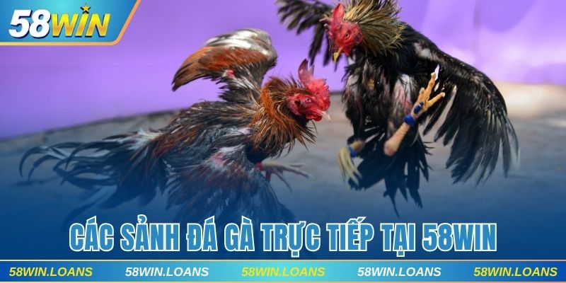Các sảnh đá gà trực tiếp tại 58WIN