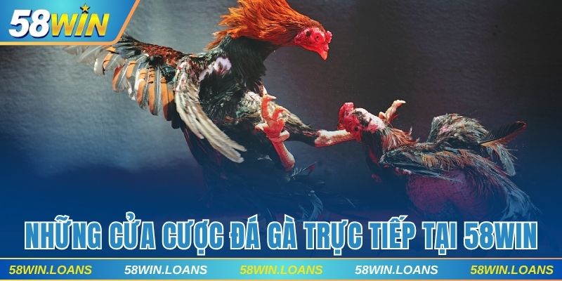 Danh sách những cửa cược đá gà trực tiếp tại 58WIN